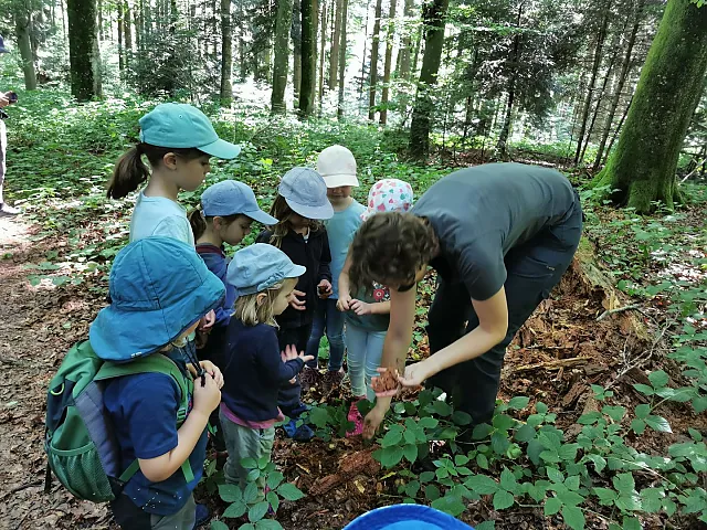 Mit gross und klein den Wald erleben